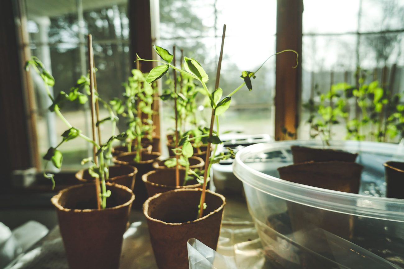 Growing Herbs on the Kitchen Windowsill